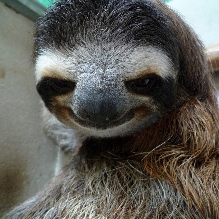 Ленивец Мем