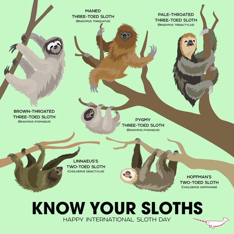 Ленивец строение тела