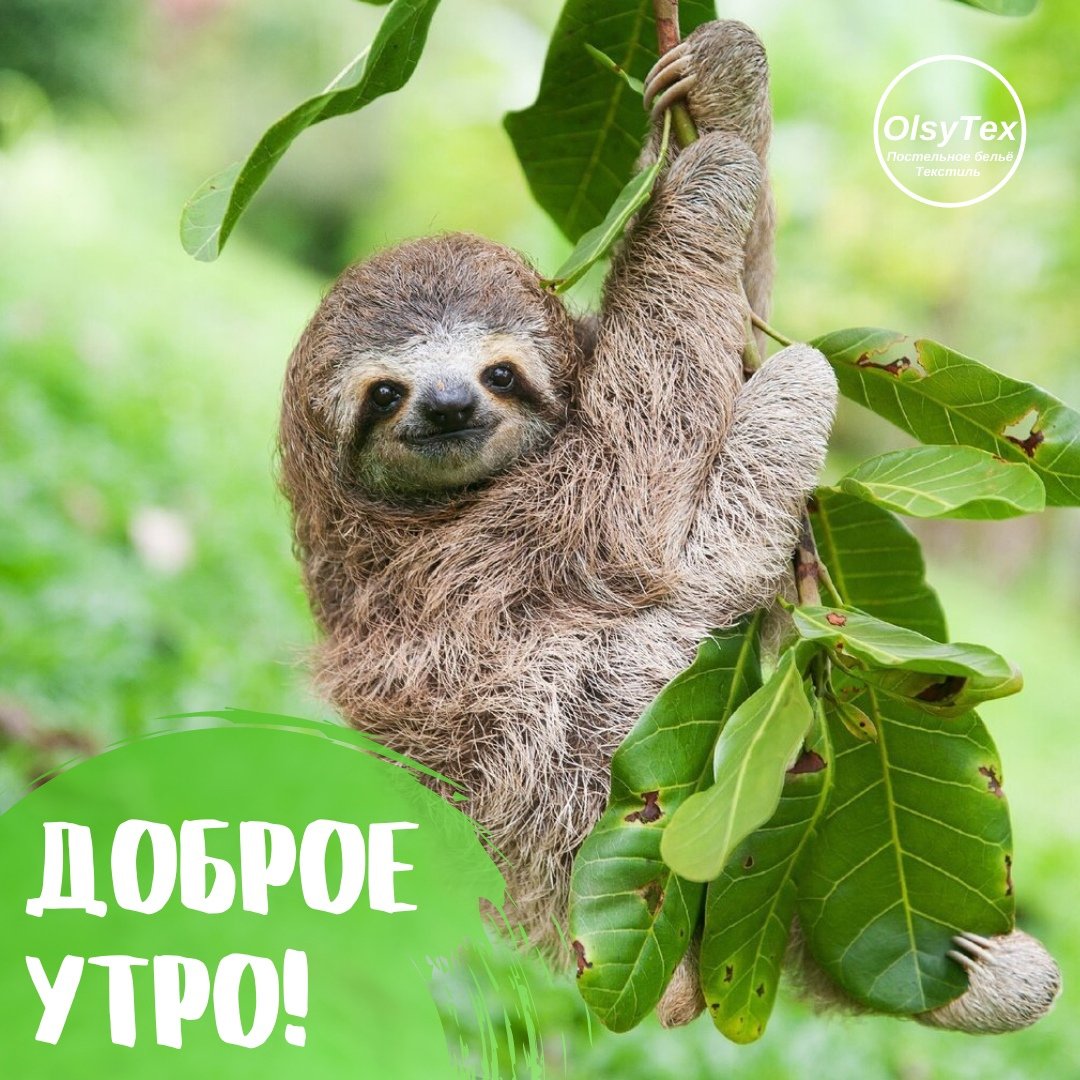 Ленивец обои на телефон