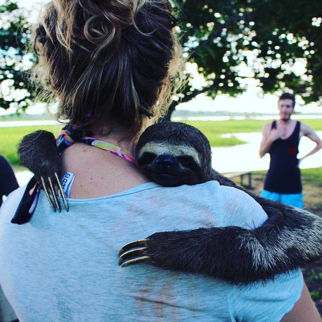 Ленивец обнимашки