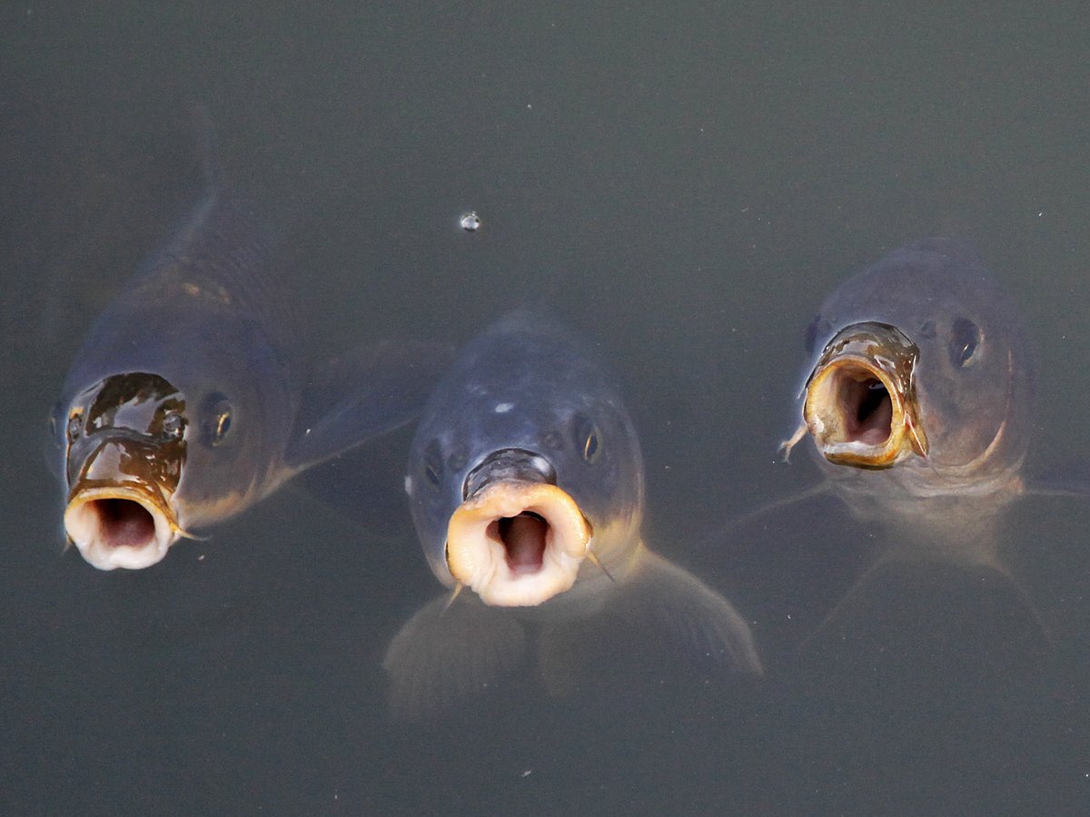 Рыбка открывает рот. Рыба с открытым ртом. Рот карпа. Рыба открыла рот.