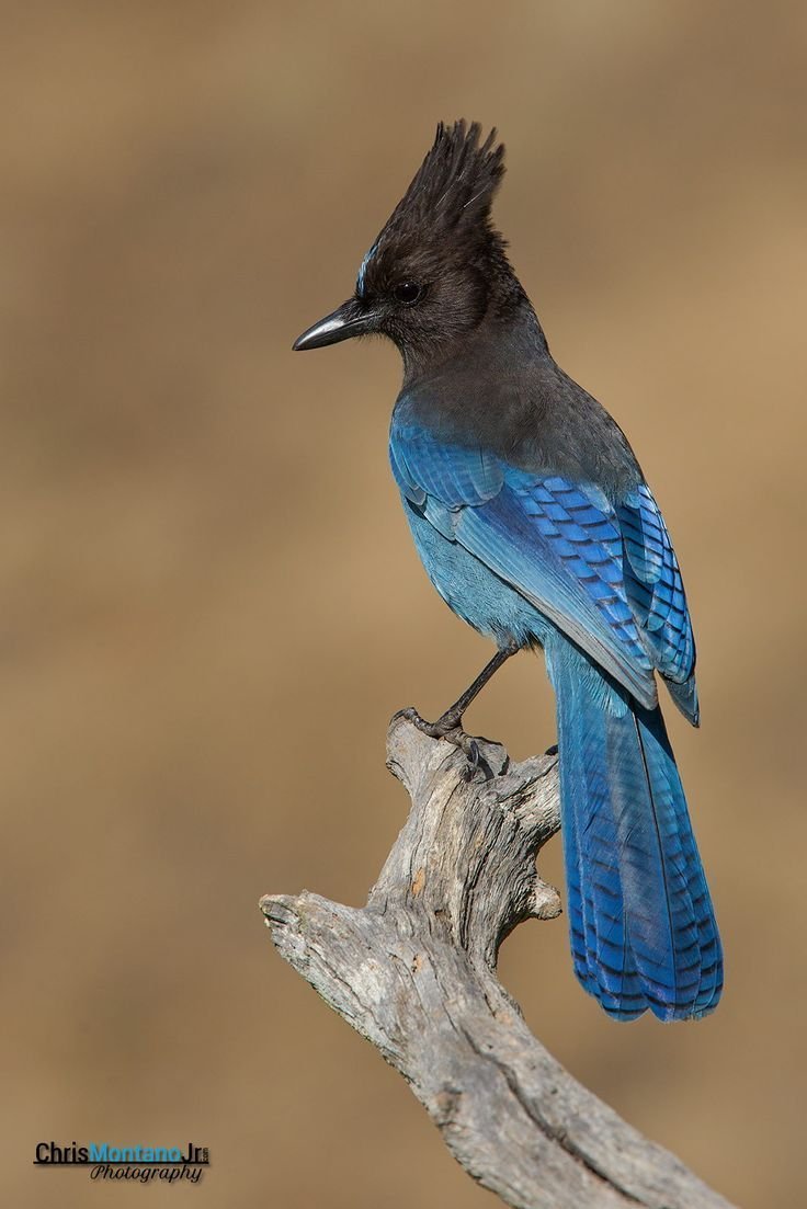 Птица Stellers Jay