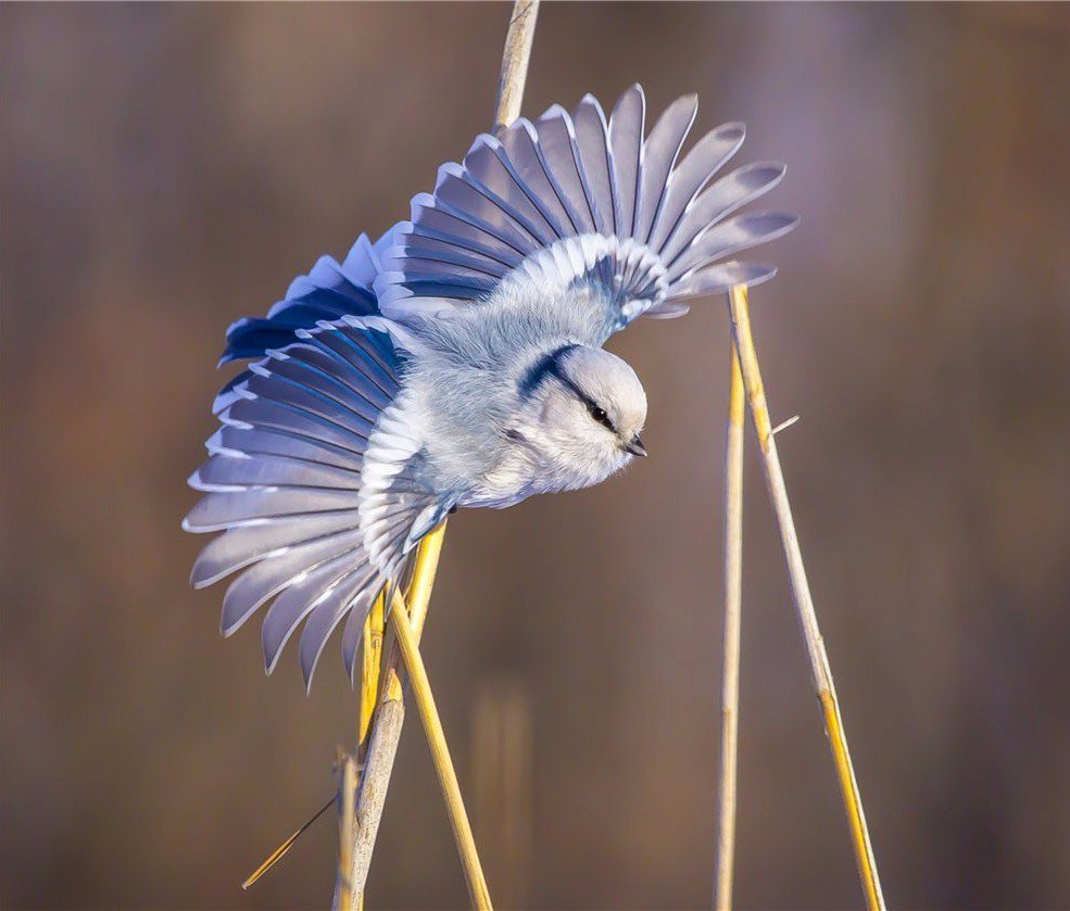 Европейская белая лазоревка