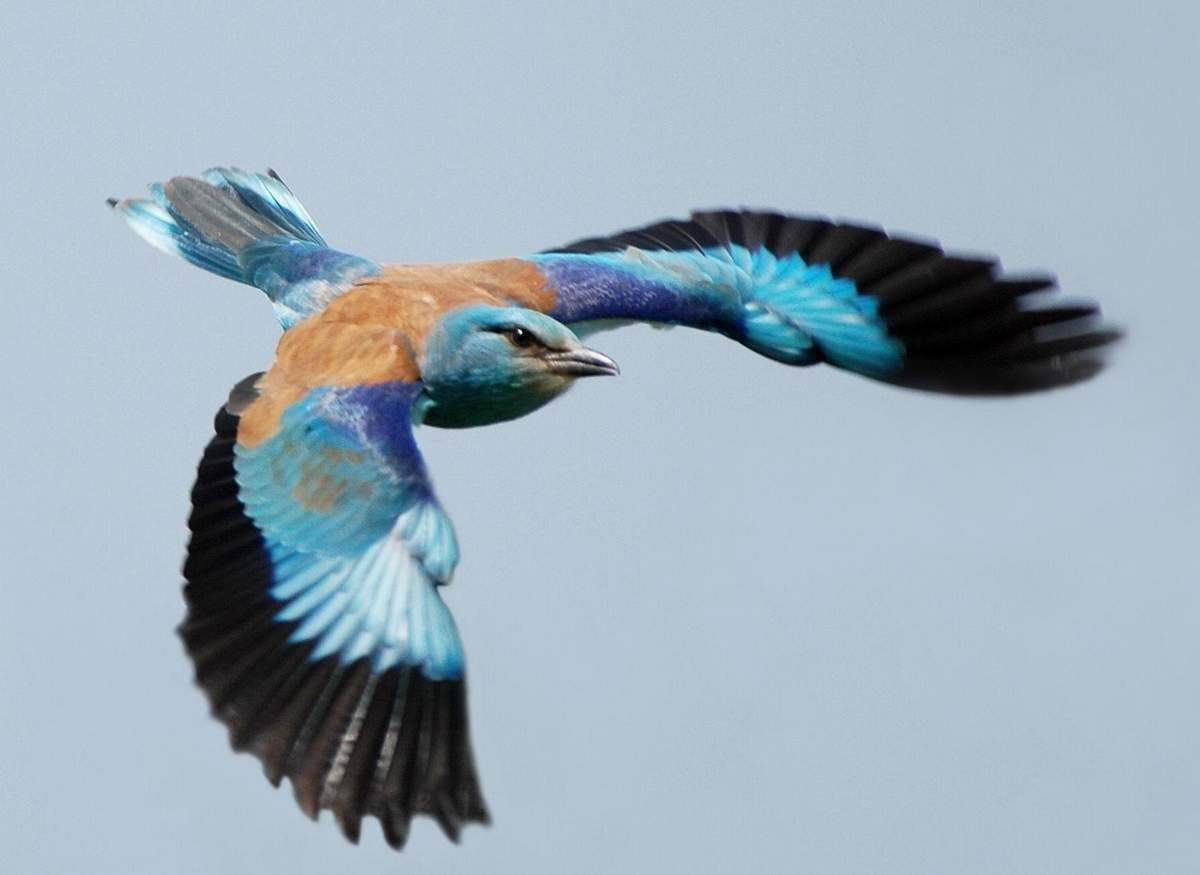 Сизоворонка среда обитания