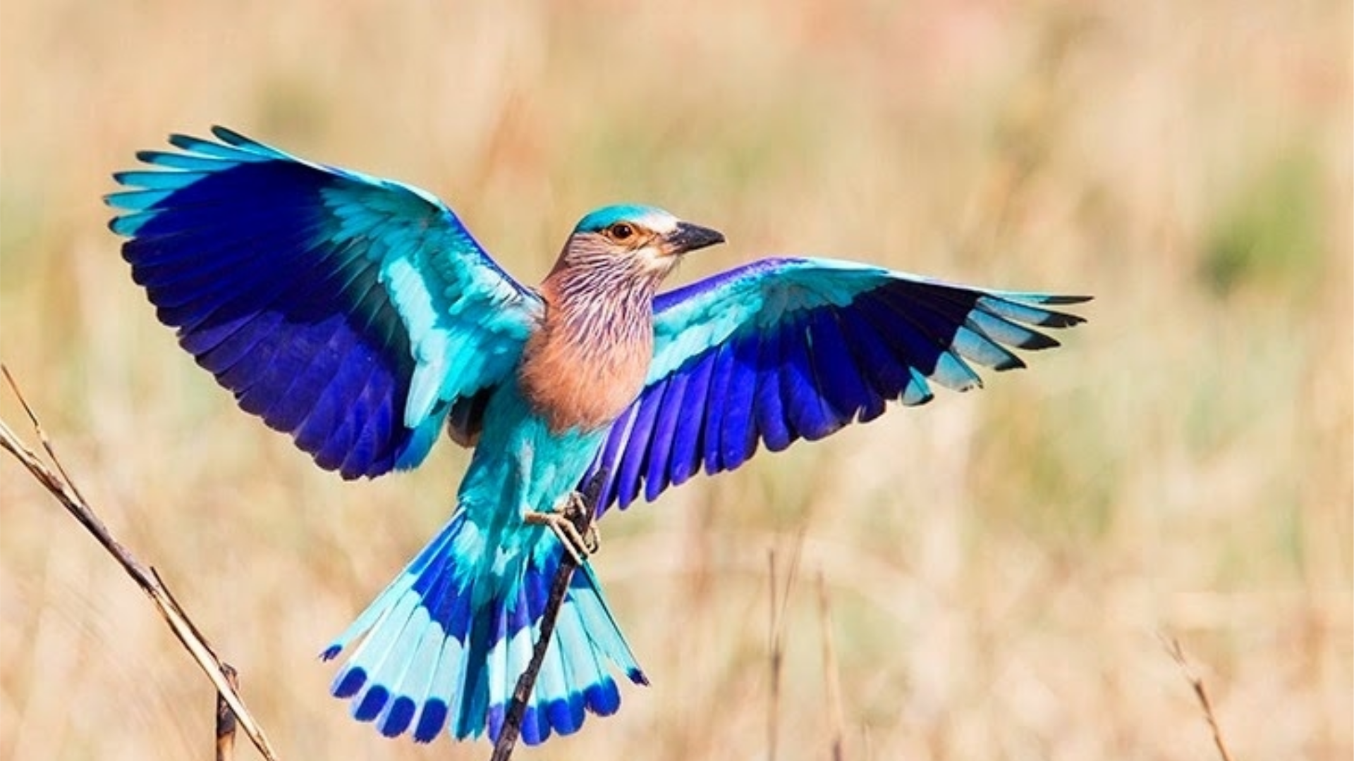 Синяя степная птица. Бенгальская сизоворонка птица. Сойка сизоворонка. Мадагаскарская сизоворонка. Сиреневогрудая сизоворонка.
