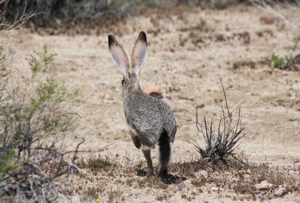 Животные Подмосковья