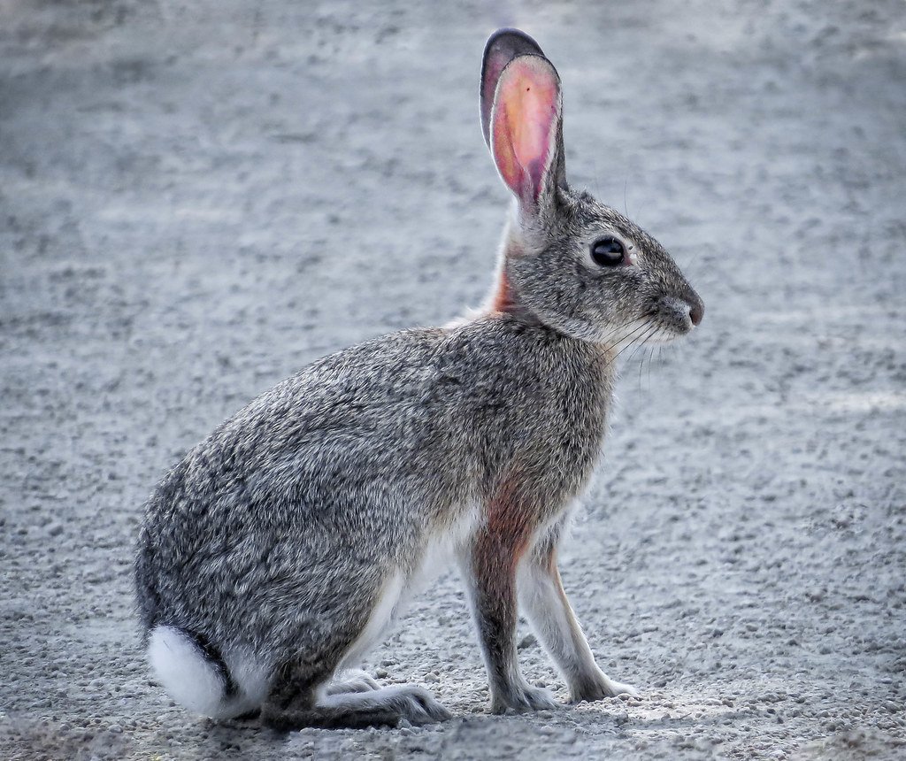 Lepus alleni