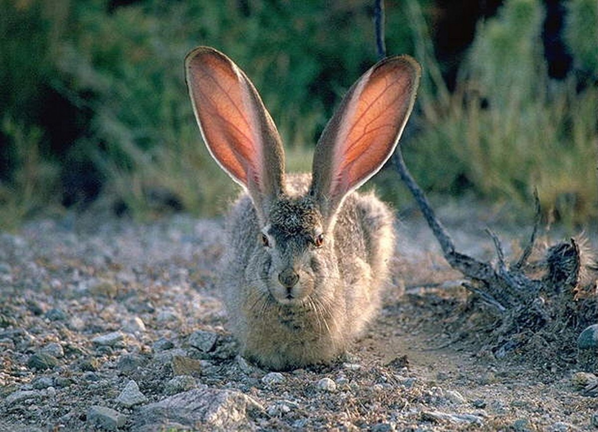 Заяц-Русак (лат. Lepus europaeus)