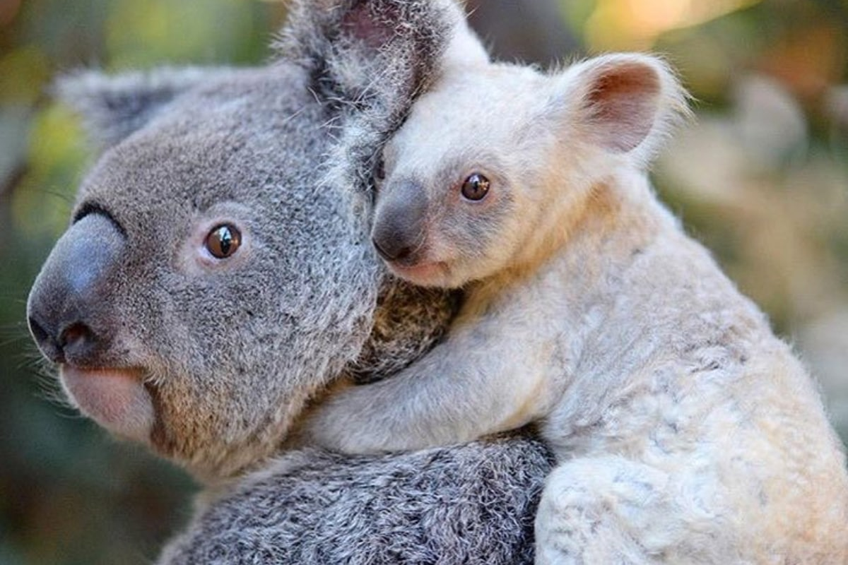 Квокка селфи Хемсворт