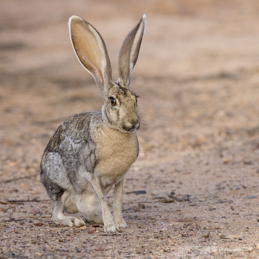 Заяц в степи фото