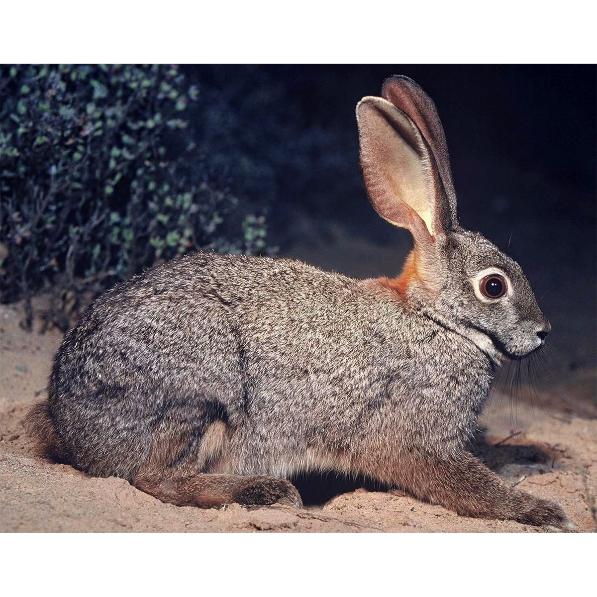 Заяц в степи