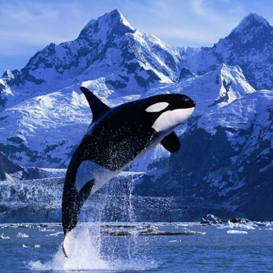 Касатка и Дельфин