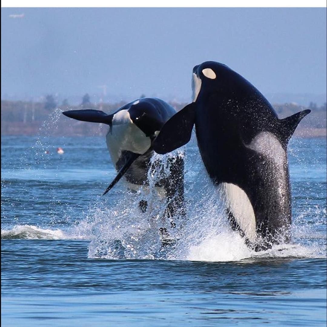 Касатка Дельфин акула