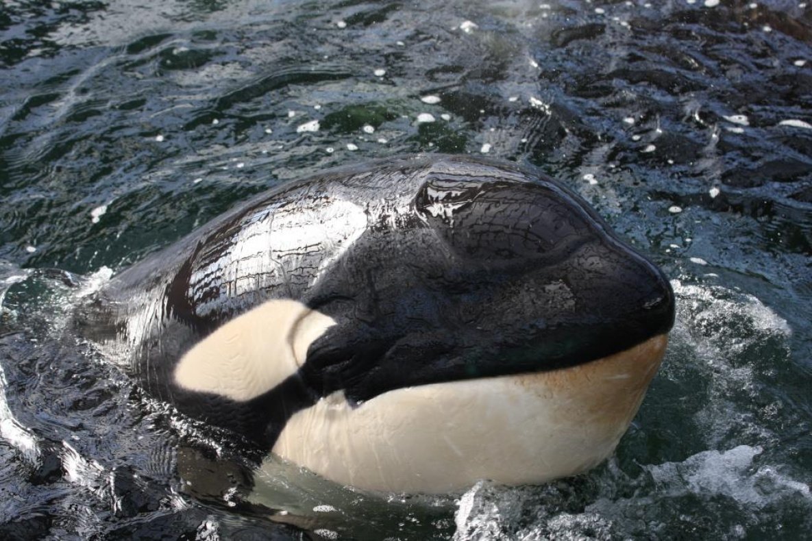 Касатка и Дельфин