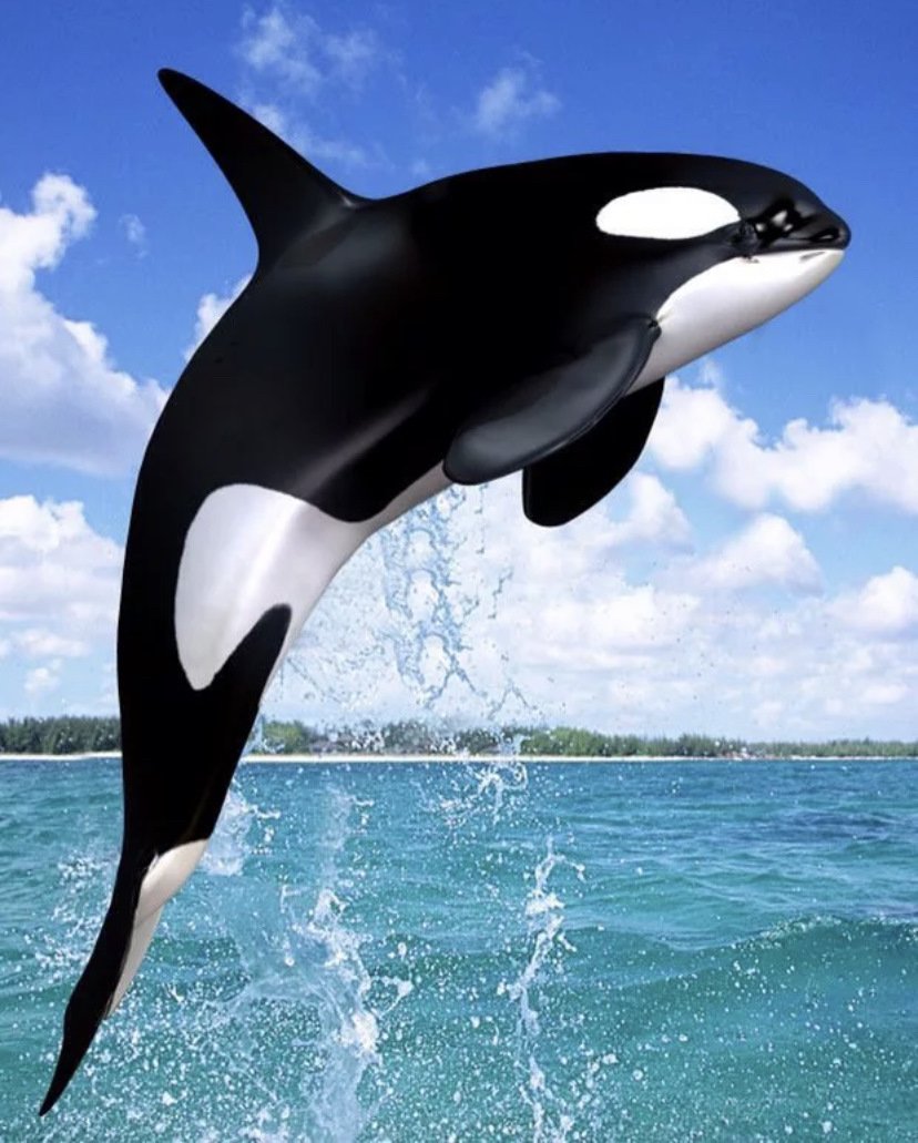 Касатка в воде