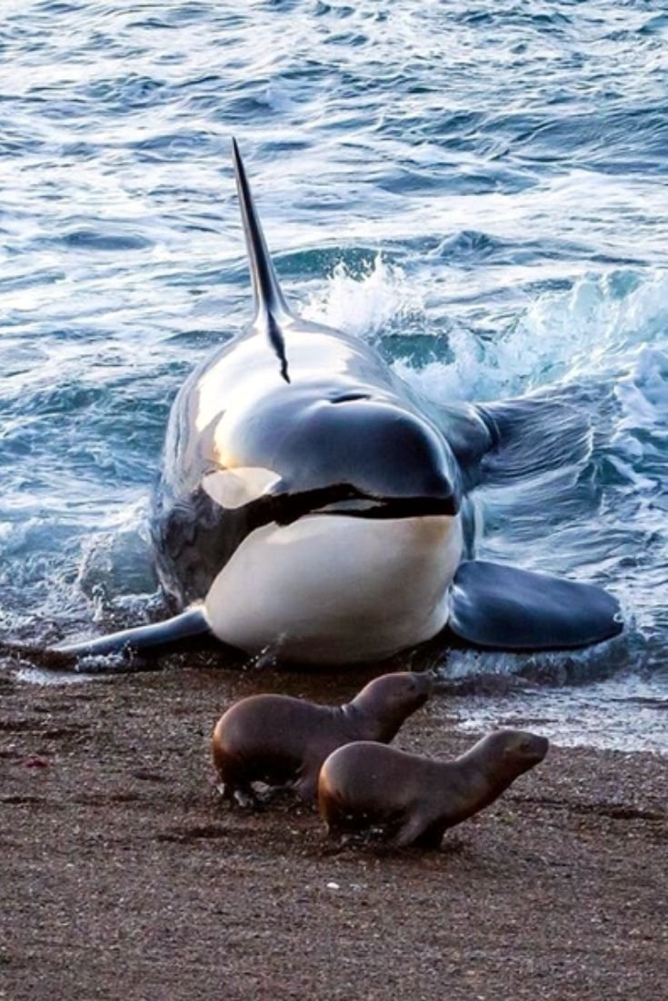 Дельфин Касатка с человеком