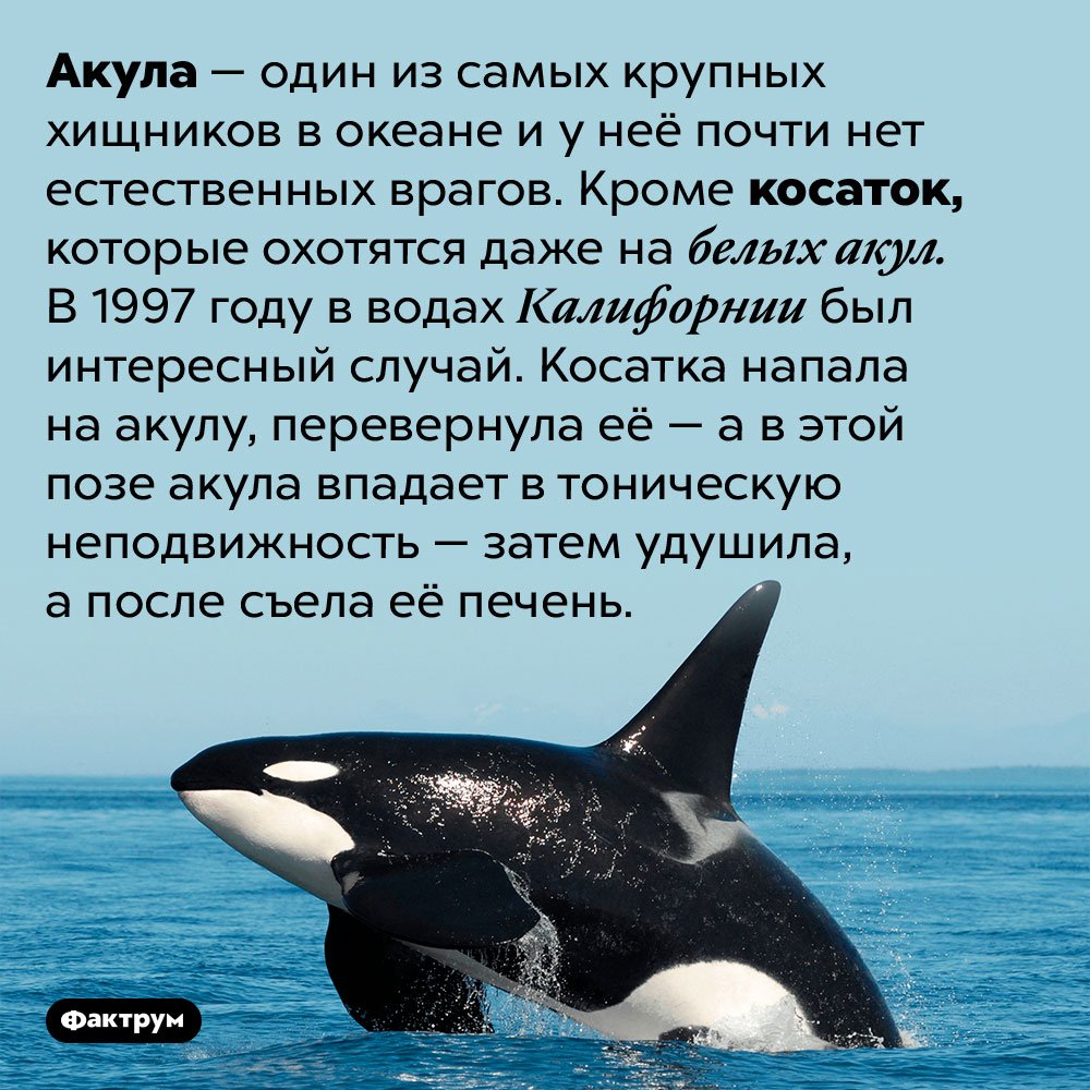 Огромная Касатка