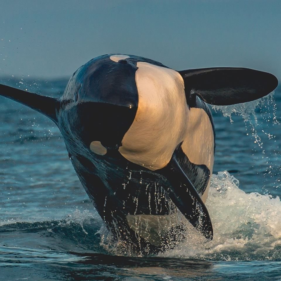 Киты убийцы