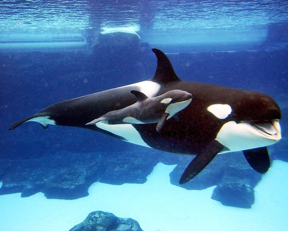 Касатка гуашью