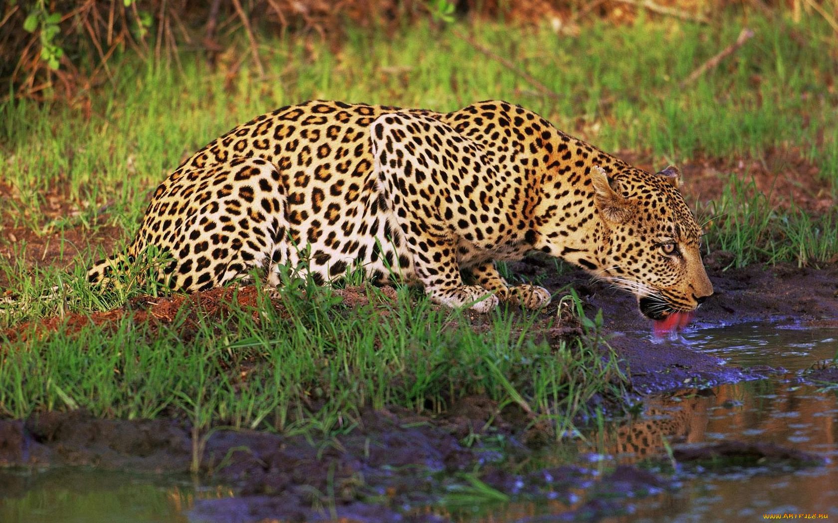 Дикая природа сообщение. Леопард в субтропиках. Животные субтропиков. Дикие звери. Леопарды в дикой природе.