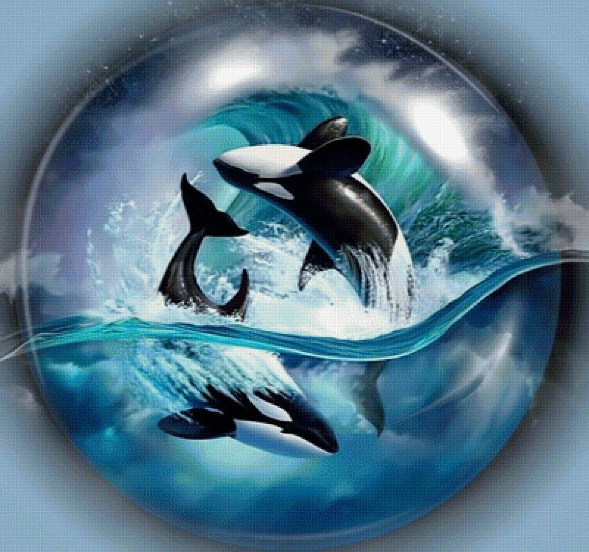 Касатки в Норвегии