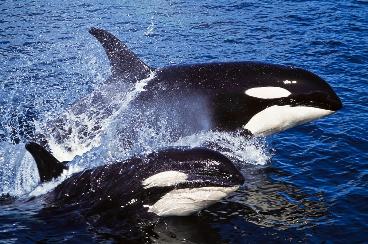 Кит и Касатка и Дельфин