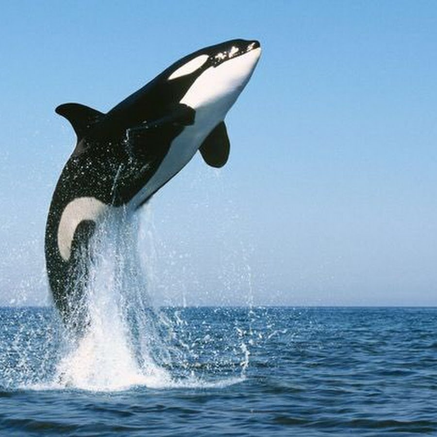 Касатка прикол