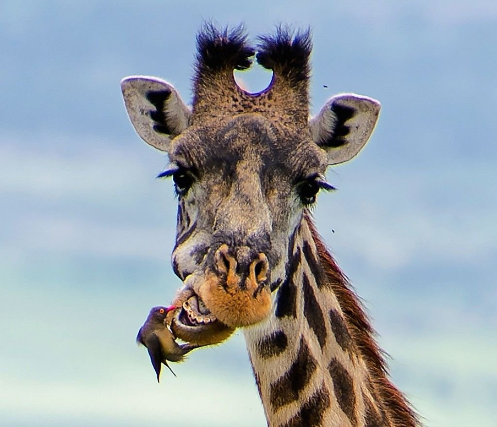 Бешеный Жираф