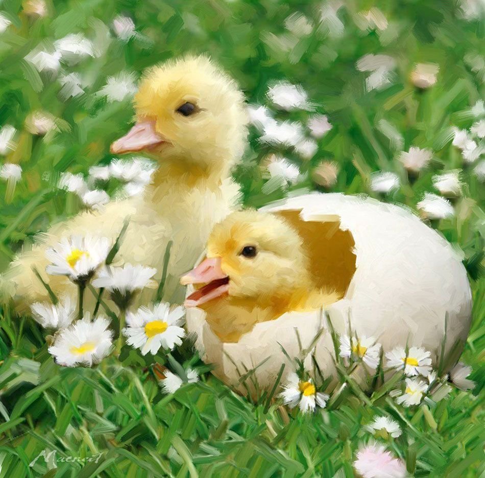 Утята с матерью