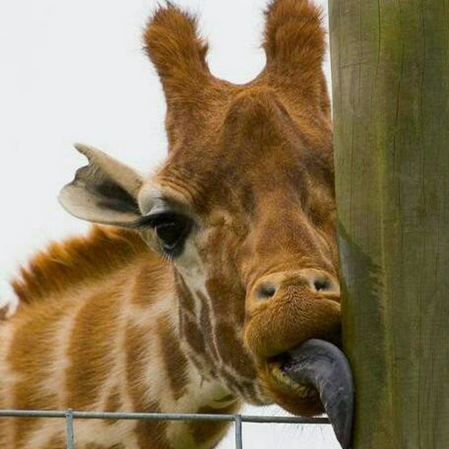 Влюбленный Жираф