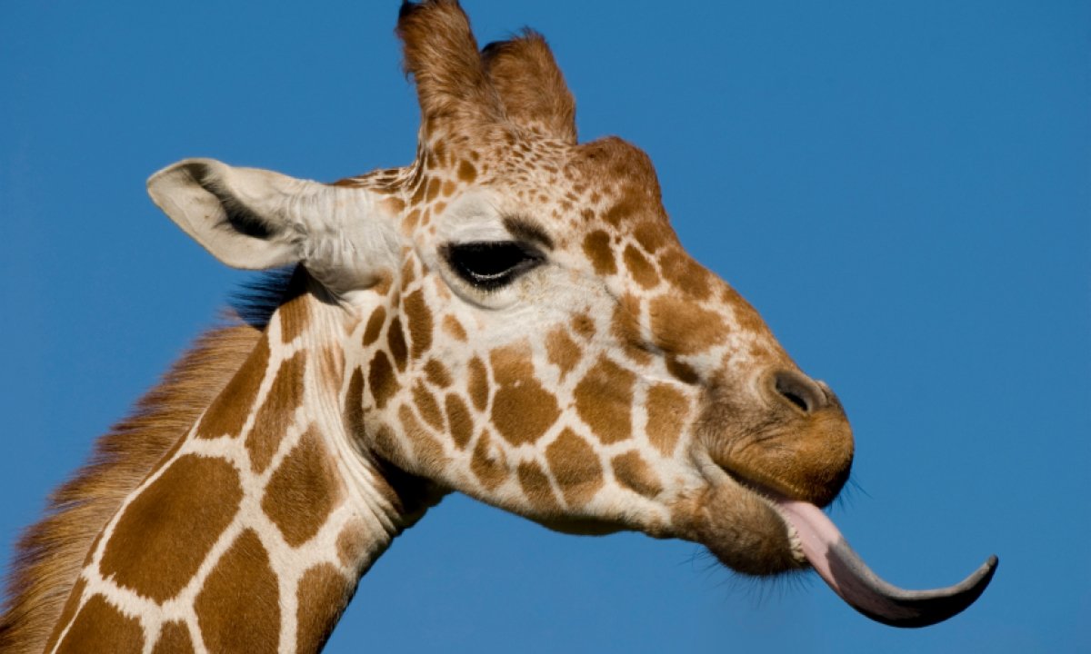 Жираф с высунутым языком