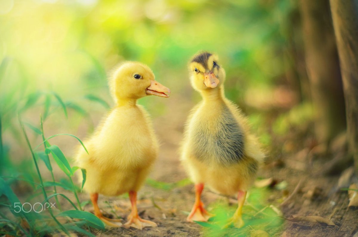 Цыплята гусянята УЦЯТА