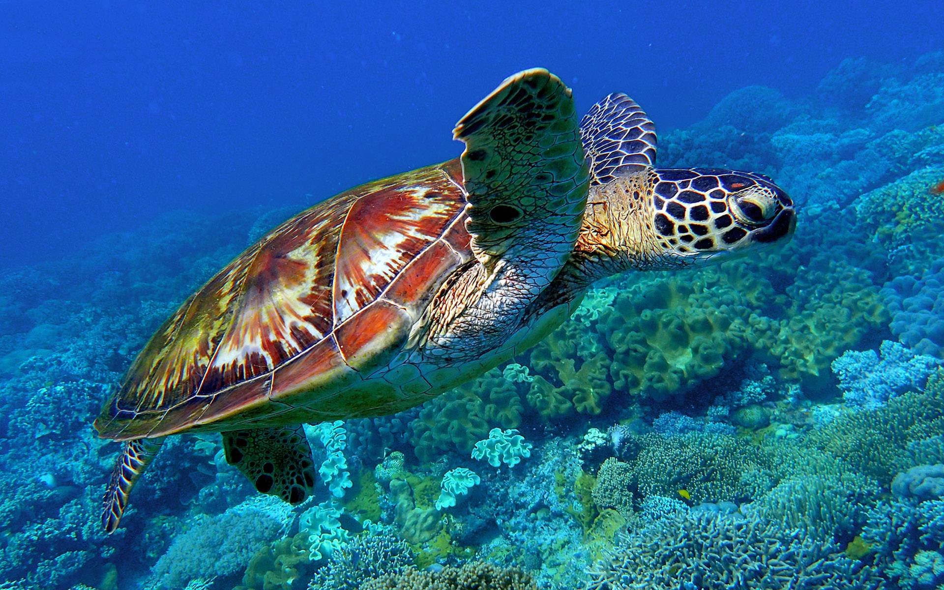 Скорость морской черепахи. Черепаха бисса. Морская черепаха бисса. Морская черепаха бисса настоящая Каретта. Морская черепаха логгерхед.