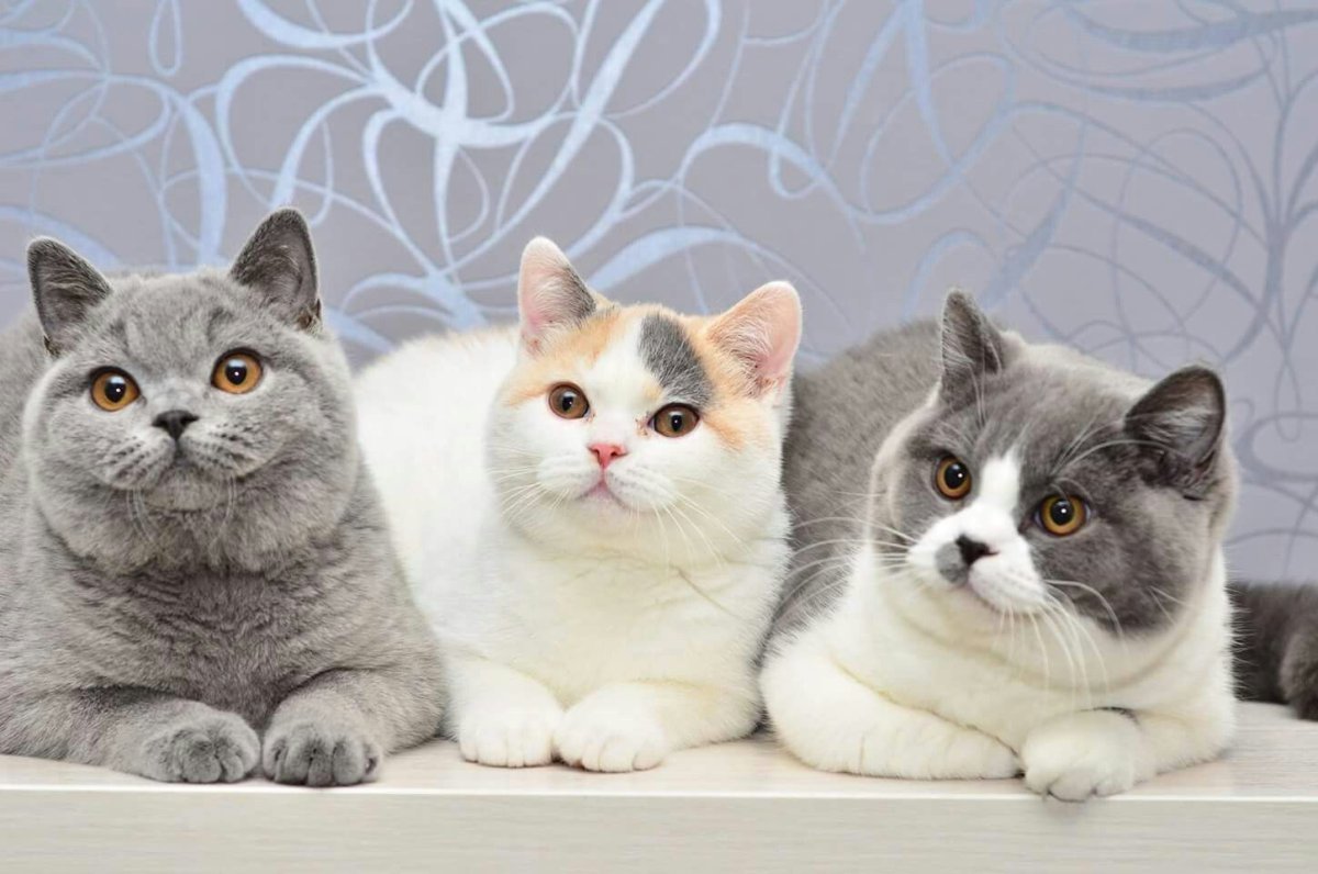Scottish Shorthair vs British Shorthair