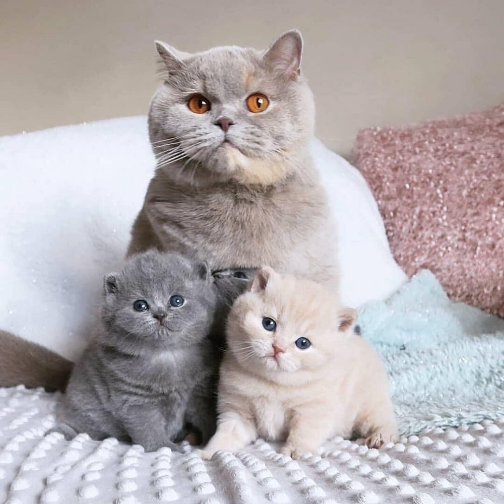 Британская вислоухая кошка