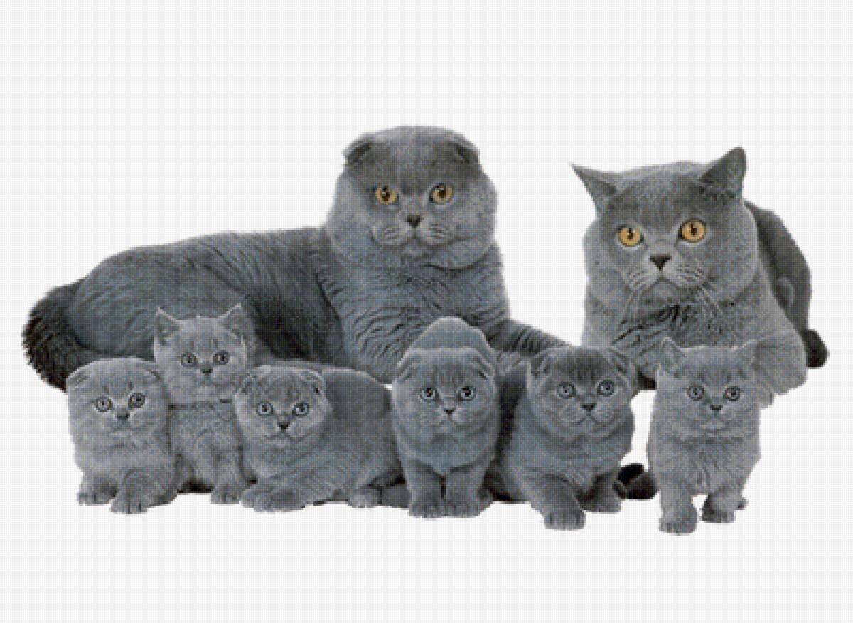 Шотландская вислоухая кошка