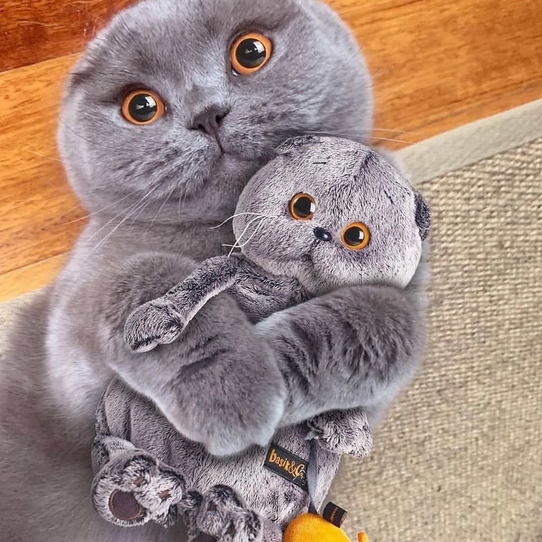 Шотландские вислоухие коты