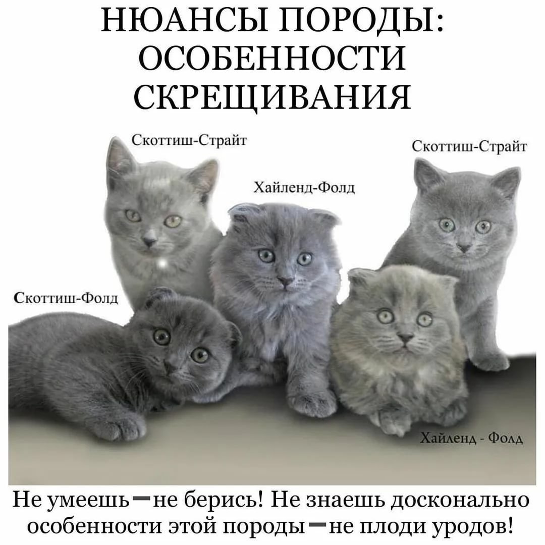 Шотландская кошка страйт и фолд
