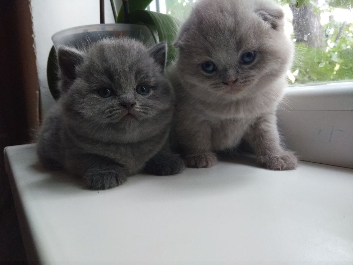 Британка вислоухая и шотландец прямоухий смесь котенка