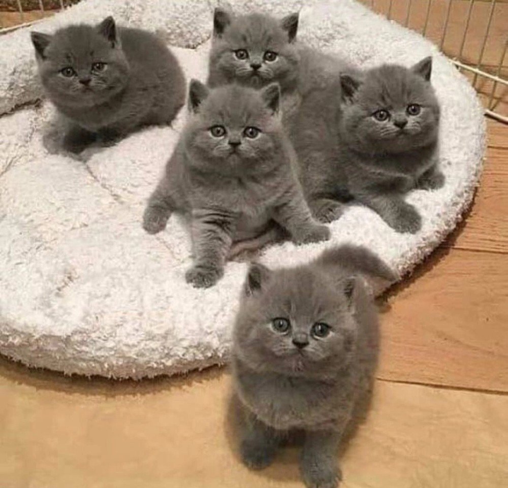 Британские плюшевые коты