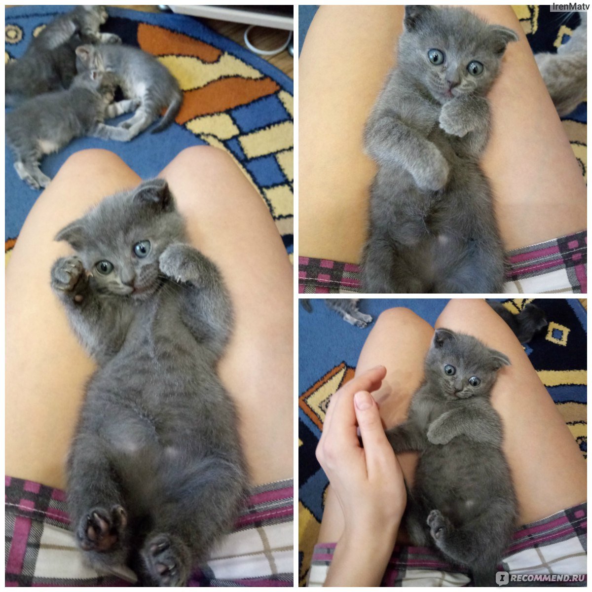 Вислоухий кот скрещенный