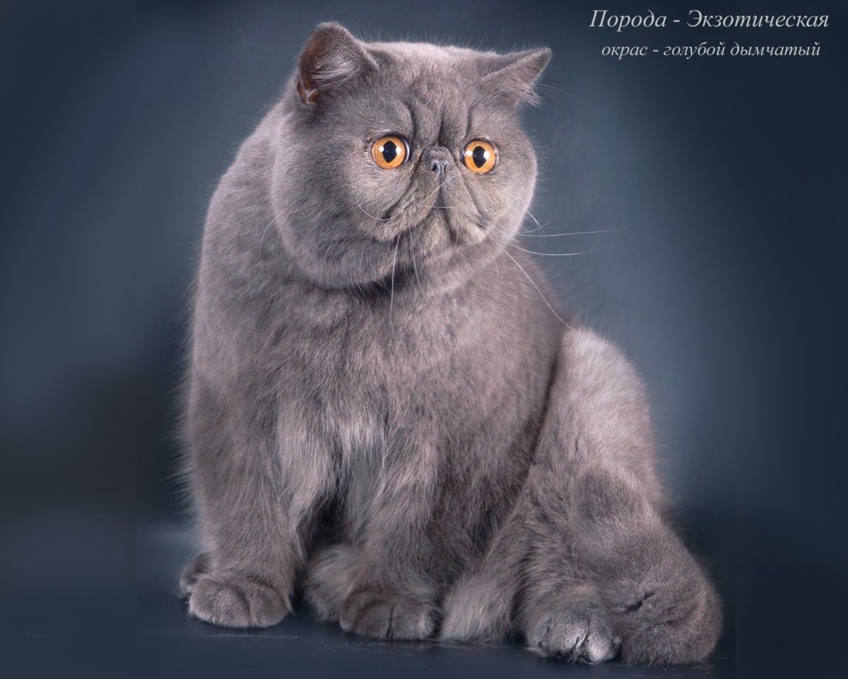 Кот экзот дымчатый