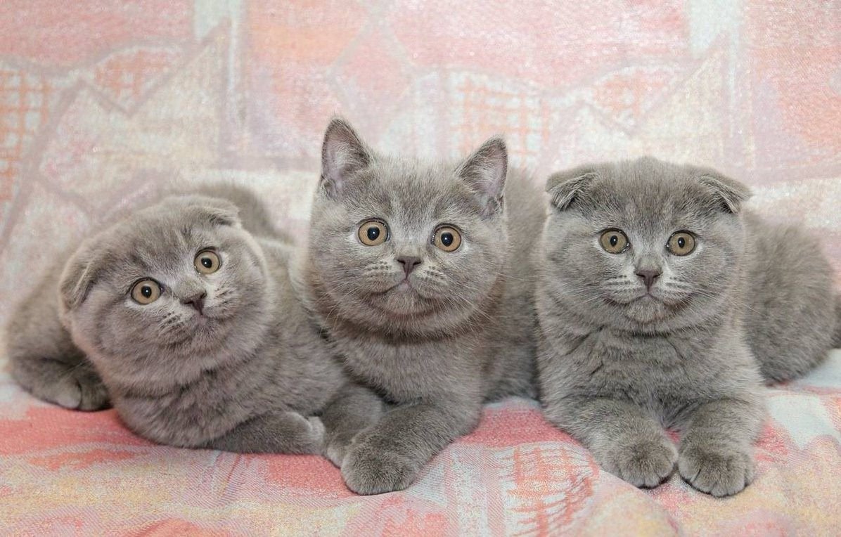 Шотландская вислоухая, страйт и Британская кошка