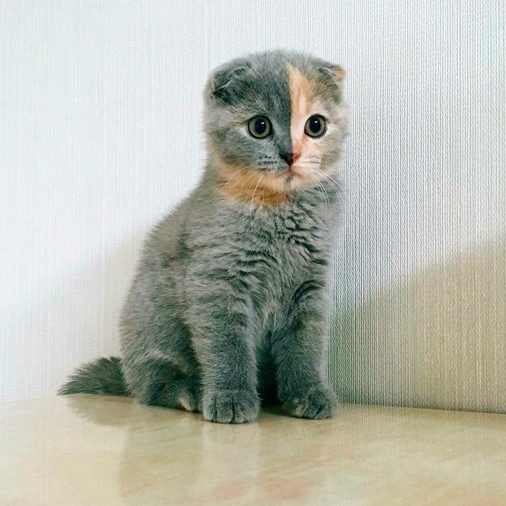 Скоттиш-фолд Шотландская вислоухая котята