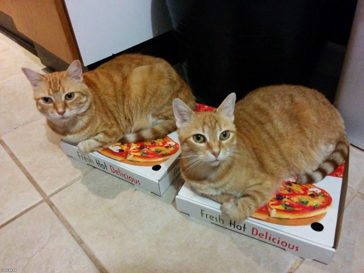 Кот ворует пиццу