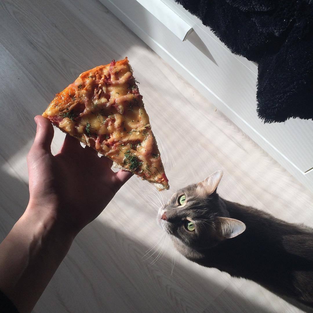 Кошка с пиццей