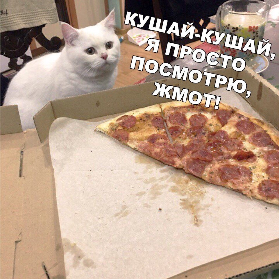 Котик с пиццей