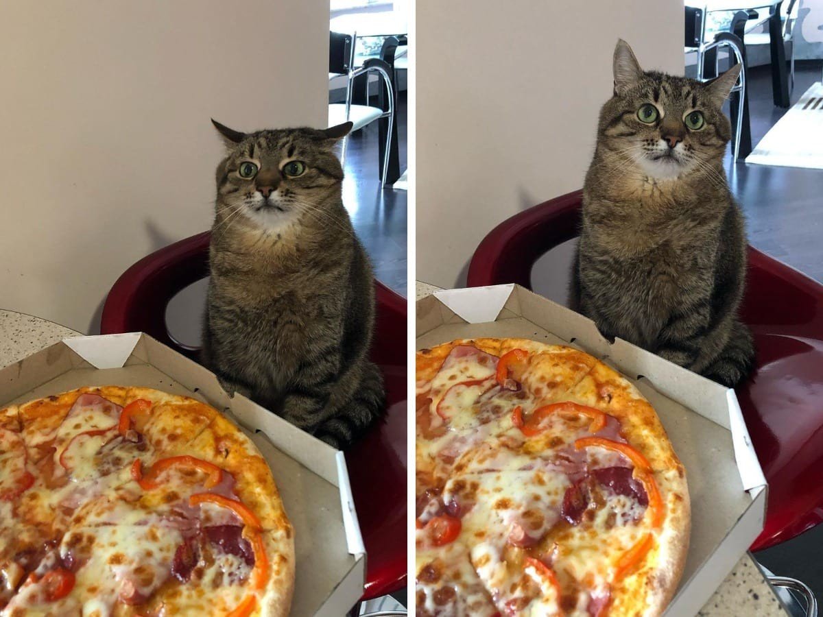 Кот Степан грустит