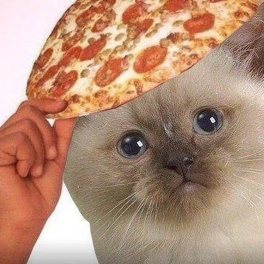 Кот с пиццей на голове