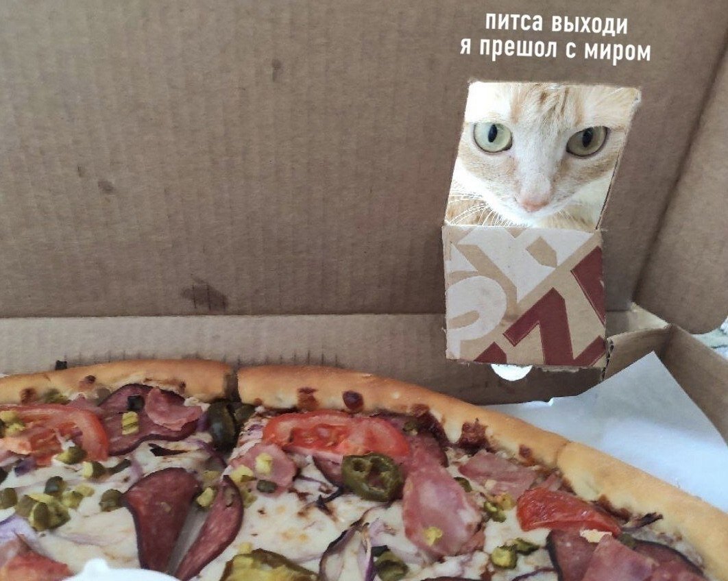 Кот и глупая пицца